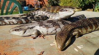 Eastern Blue Tongue Lizard Tiliqua scincoides  Best Lizard in Australia [upl. by Gwen]