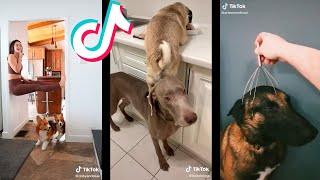 Tik Tok de Perros Chistosos  Funny Dogs 🐶🤣 [upl. by Nikaniki]