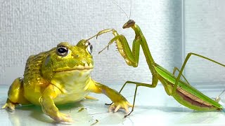 Frog snatches prey from giant praying mantis [upl. by Akinad654]