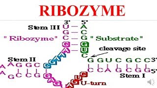 RIBOZYMES [upl. by Ynwat322]