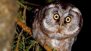 BOREAL OWL call Bird sounds at night [upl. by Taam]