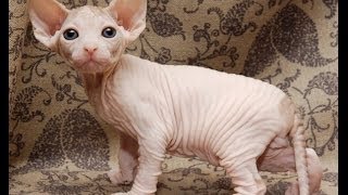 Animal Planet  Cats 101  Sphynx [upl. by Debbi]