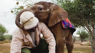 Special Holiday Gift  Adopt a Baby Elephant  Sheldrick Trust [upl. by Ardet]