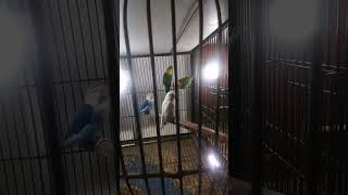 The most beautiful parrot parrotvideo parrotlover parrotviralvideo vloglife naturesounds [upl. by Isyak]