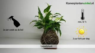 Hoe verzorg je een Lepelplant  wwwkamerplantenwinkelnl [upl. by Ravahs]