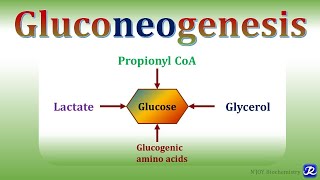 15 Gluconeogenesis1  Carbohydrates Metabolism  Biochemistry NJOY Biochemistry [upl. by Nirtiac766]