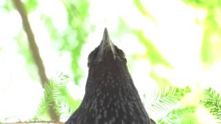 紫嘯鶇的另一種鳴唱 Alternative call of Blue Whistling Thrush [upl. by Gradey]