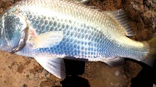 Barramundi Fishing Burdekin River  Ep5 [upl. by Teplitz]