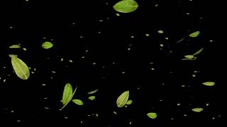 Green Leaves Falling Black Screen video loops [upl. by Aramoix]