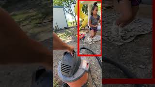 Vacuum vs Wasps How to Relocate a Deadly Nest insects wasps [upl. by Emlynne864]