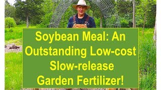 Soybean Meal An Outstanding Lowcost Slowrelease Garden Fertilizer [upl. by Derfliw782]