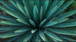 Inulina de agave [upl. by Aleahpar]