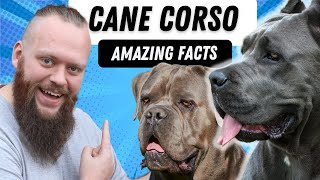 Top 5 Facts About The Cane Corso [upl. by Abrahamsen125]