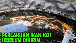 APA YANG DILAKUKAN SUPAYA IKAN KOI AMAN DAAM PENGIRIMAN [upl. by Melisa]