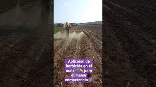 maíz 😷aplicación de herbicida para control de maleza🌽🌱 [upl. by Aisanahta723]