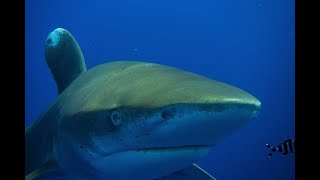 Fight off Longimanus attack November 2018  Sharks of Egypts Brothers and Elphinstone [upl. by Arne454]