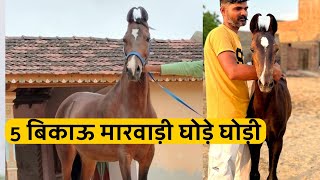 2 marwari mare  2 marwari colt and 1 Marwari filly for sale in low budget [upl. by Damour32]