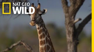 Giraffes 101  Nat Geo Wild [upl. by Borszcz]