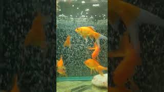 Finally 😃 Hamri Gold Fish Ne Ande De diye hai goldfish aquariumfish exoticfishlover Shorts [upl. by Akceber287]