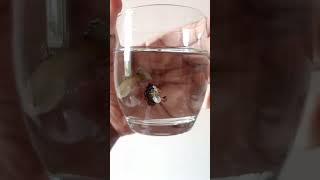 dark dragon guppy guppy aquarium viralvideo [upl. by Zielsdorf]