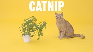 What is Catnip  Chewy [upl. by Hosea]