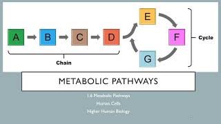 Metabolic Pathways [upl. by Nomled]