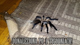 ZNALAZŁEM JĄ Uciekinierka Monocentropus balfouri złapana [upl. by Sucy]