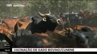 Vacinação de gado bovino  Cunene Promovida campanha contra dermatite nodular carbúnculo [upl. by Alexandre241]