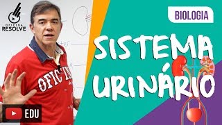 Sistema Urinário Biologia [upl. by Mallissa]