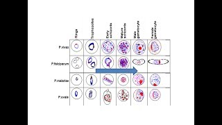 Various stages of Malarial Parasites in PBS [upl. by Tarrsus]