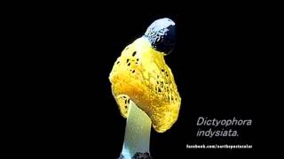 The Veiled Lady Mushroom Dictyophora indusiatamp4 [upl. by Lebar]