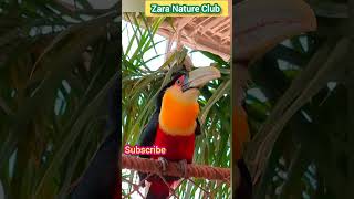 Z sound of Toucan bird toucansound toucancall [upl. by Arlyn]