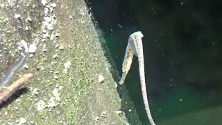 Bay Pipefish at Gibsons BC 062824 [upl. by Demetra524]