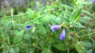 Common Skullcap Scutellaria galericulata var epilobiifolia  20120816 [upl. by Wandy]