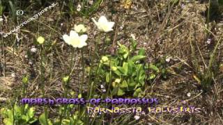 Parnassia palustris  Marsh GrassofParnassus [upl. by Belle]