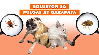 EPISODE 07  GAMOT SA GARAPATA AT PULGAS NG ASO AT PUSA  TICKS amp FLEAS [upl. by Nowtna]