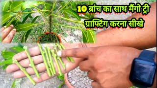 Learn to graft mango tree with 10 branches 10 ब्रांच का साथ मैंगो ट्री ग्राफ्टिंग करना सीखे [upl. by Emina488]