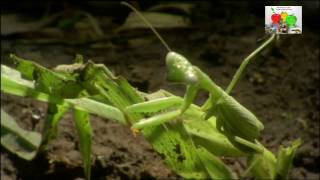 Fourmis quotlégionnairesquot dAfrique [upl. by Enelrahs]