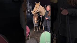 PFERDESHOW mit 6 Ponys 🥰 pferdeliebe [upl. by Clite]