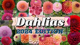 Dahlias 2024 Edition  2024 Dahlia Extravaganza  A Palette of Blooms Unveiled [upl. by Adnuhsor353]