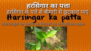 Harsingar ke patta se kya hota hai [upl. by Hgielsel]