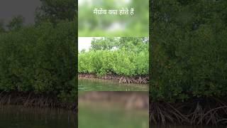 क्या होते हैं मैंग्रोव mangrove kya hai🤷🧑‍💻💥mangrove mangroveforest mangroveforest [upl. by Gnof]