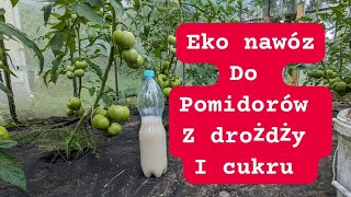 Nawóz z drożdży i cukru do pomidorów 100 eko podwaja plon [upl. by Schrader981]