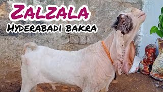 Zalzala one of the most beautiful Hyderabadi goat  Ibrahim bhai 9392816884 8106627603 [upl. by Campy]