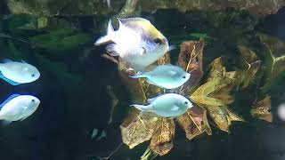 Barrier Reef Chromis Chromis nitida [upl. by Cecelia]