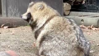 【Cute Japanese Raccoon Dogs】Tanukis in Winter Snow Adorable Baby Tanukis Interaction and Soothing🦝 [upl. by Anialem]