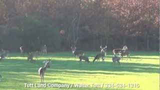 Beaver Creek Ranch Deer Footage [upl. by Tlevesoor738]