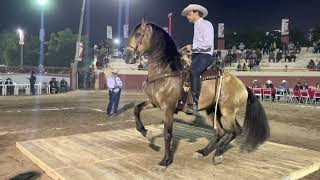 CONCURSO DE CABALLOS BAILADORES EN LA EXPO GANADERA DE CULIACÁN [upl. by Eelnodnarb400]