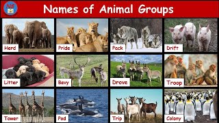 Animal Group Name  Collective noun for animals  Animal groups  Group of Animals  ANIMAL GROUPS [upl. by Reema]