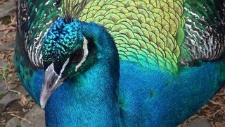 Le cri du paon qui fait aussi la roue Peacock call [upl. by Durwin]